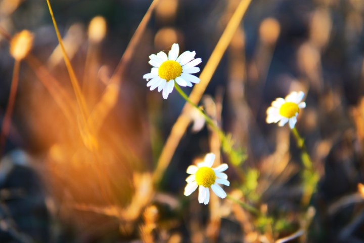 _gallery >