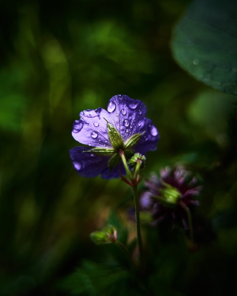 _gallery <